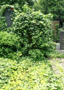 Fotografie hrobu: Václav Schulz